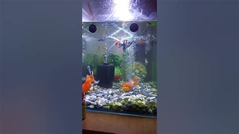 神仙魚混養金魚